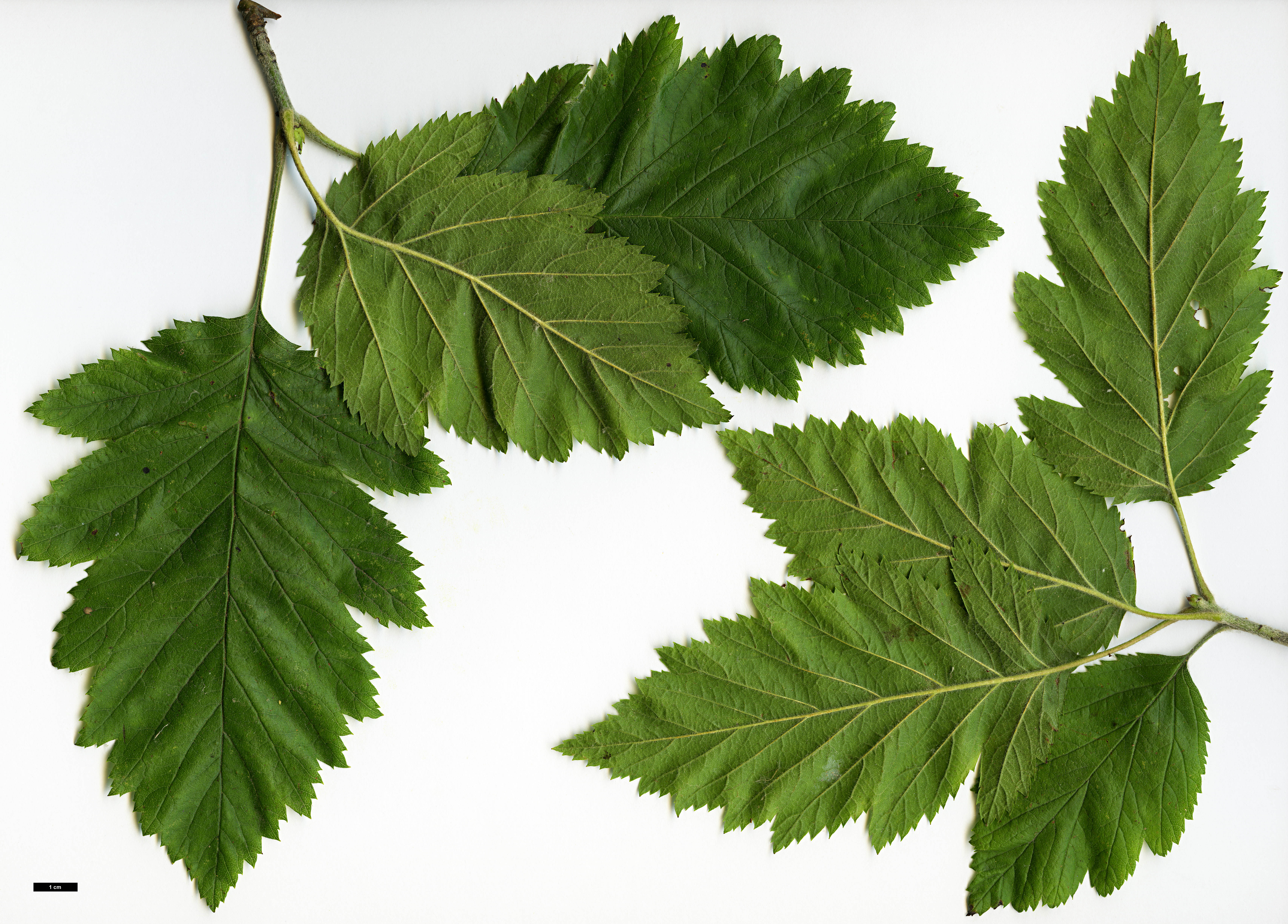 High resolution image: Family: Rosaceae - Genus: Crataegus - Taxon: texana